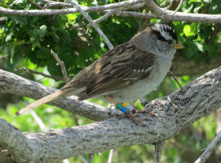 A White-crowned Sparrow